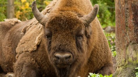 bison rangers wanted  oversee uk herd  bison experience