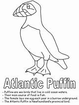 Puffin Coloring Newfoundland Pages Drawing Birds Bird Getdrawings Printable Clipart Atlantic Canada Map Line Flag Canadian sketch template