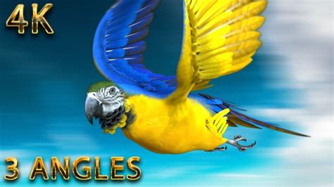 parrot jumpingflying   loop  landing    angles motion graphics