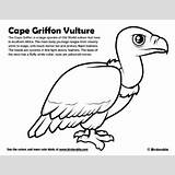 Griffon Vulture Coloring 400px 04kb sketch template