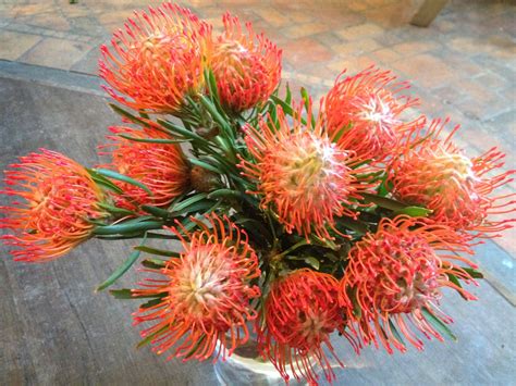 bank  flowers pincushion proteas