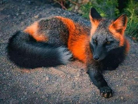 real fire fox rfoxes