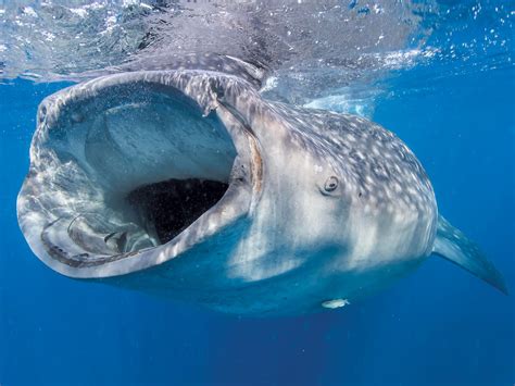 whale shark california diving news