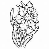 Daffodil Drawing Clipart Coloring Daffodils Gel Tattoo Pages Outline Flower Drawings Clip Pen Simple Botanical Adult Narcissus Cliparts Print Line sketch template