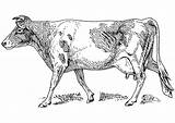 Coloring Cow Pages Large Edupics sketch template