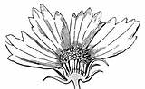 Coreopsis Clipart Designlooter Flower sketch template