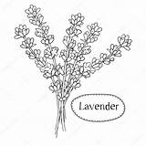 Lavender Drawing Vector Hand Drawn Wild Healing Bouquet Getdrawings Flowers sketch template