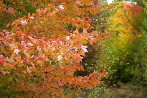 autumn foliage  nature stock