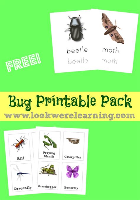 bug printables pack