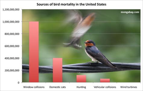 new glass could reduce one billion annual bird deaths from u s window