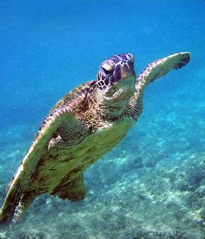 green hawksbill  loggerhead turtles   sea turtles facts