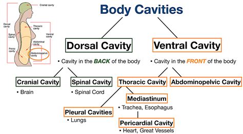 Body Cavities Labeled Organs Membranes Definitions Diagram And