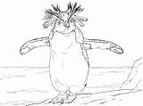Penguin Pinguine Antarctica Rockhopper Emperor Pinguin Verwandt Ausmalbild Continent Ausmalen Kinderbilder sketch template