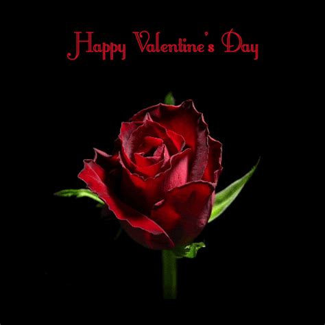 Fabulous Happy Valentines Day Rose Flower  Image For