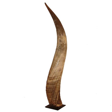 mounted kudu horn kudu horns decorative accessories
