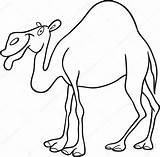 Dromedario Cammello Dromedar Camello Camellos Dromedary Parati Triceratops Fotomural Pixers Dromedarios Izakowski Illustrationen Mammiferi Visualización Proveedor sketch template
