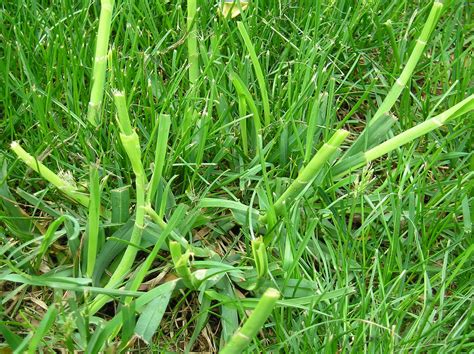 lawn grass weed identification   extension