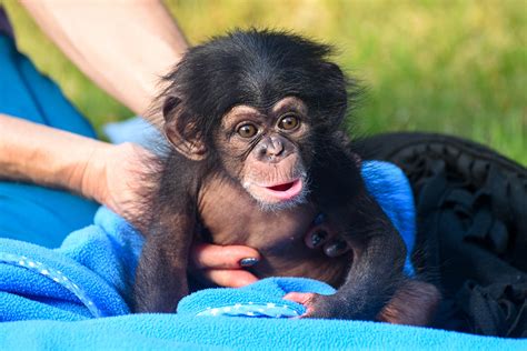 zoos adopted baby chimpanzee   named  maryland zoo