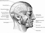 Head Muscles Mastication Clipart Showing Etc Large Usf Edu sketch template
