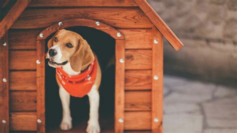 insulate  dog house wooden barrel igloo  plastic dog advisory council