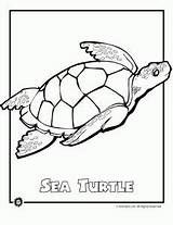 Endangered Woojr Turtles Mommies Clipground Honu sketch template