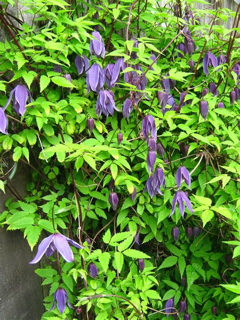 rindy mae  clematis  blooming