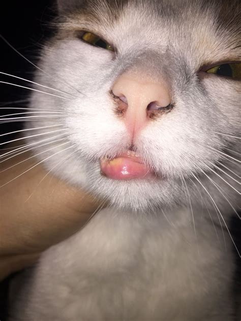 Why Would My Cats Lower Lip Be Swollen