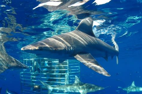 hawaii shark cage pictures to pin on pinterest pinsdaddy