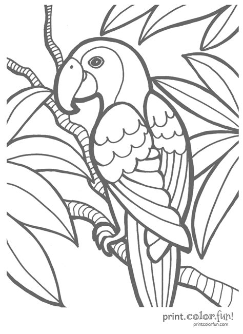 tropical parrot coloring page print color fun