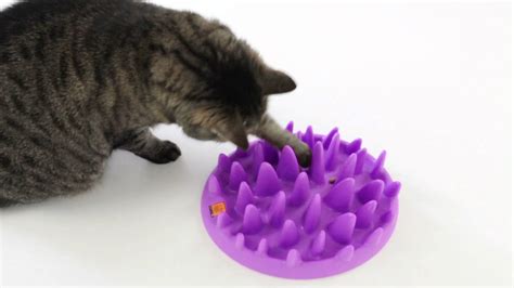 Food Puzzles For Cats How To Make Feeding More Natural Perth Cat