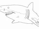 Shark Great Coloring Drawing Megalodon Drawings Outline Sharks Mako Pages Colouring Simple Sketch Draw Printable Easy Color Cool Paintingvalley Leopard sketch template