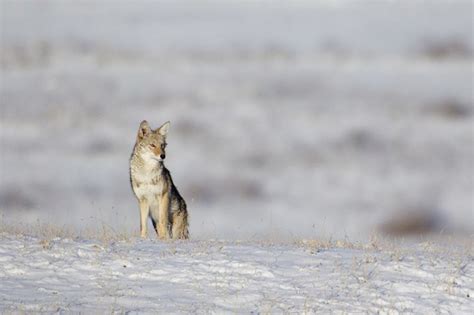 how to set a coyote trap the weapon blog