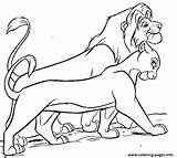 Lion Nala Coloring King Pages Simba Colorare Da 33bf Walking Disegni Disney Re Color Drawings Printable Family Book Animal Para sketch template