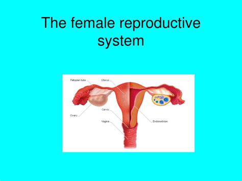 Ppt The Female Reproductive System Powerpoint