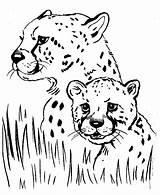 Felinos Cheetah Pintar sketch template