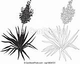 Yucca Plant Silhouettes Contours Vector Clip Flowering Drawing Isolated Background sketch template