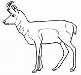 Pronghorn Antelope Coloring Pages Antelopes Cartoon Pronghorns Male Pitures Supercoloring Drawing Printable Drawings Categories Animals 57kb 1500 Search sketch template