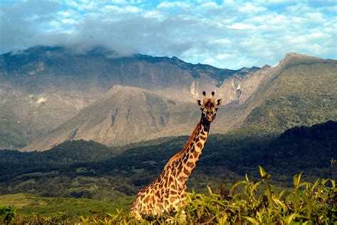 arusha safari safaris  arusha national park tanzania