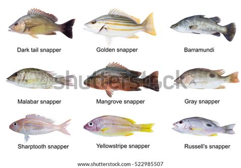 Types Of Sea Bass