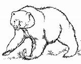 Grizzly Bear Coloring Pages Getdrawings Getcolorings Color Printable sketch template
