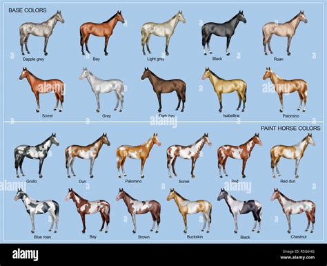 chart    main horse coat colors stock photo alamy