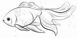 Goldfish Coloring Oranda Pages Drawing Fish Template Guppy Poisson Rouge Draw Sketch Coloriage Printable Kids Supercoloring Drawings Step Imprimer Coloriages sketch template