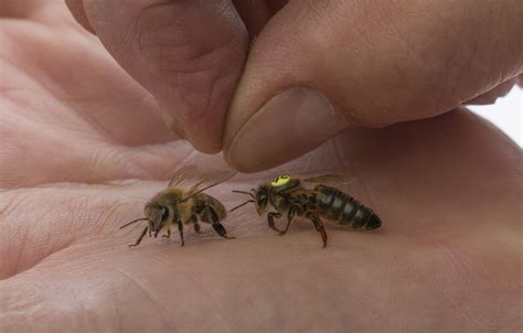 6 Cosas QuÉ No SabÍas Sobre Las Abejas Reinas Apis Donau España