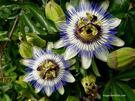 How To Grow Blue Passion Flower Passiflora Caerulea Vine Care Tips