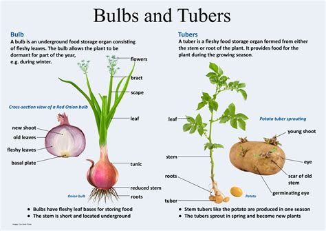 bulbs  tubers plant structure teaching plants plants