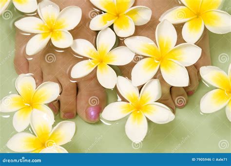 feet  water stock photo image  single flower treatment