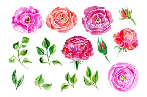 watercolor flowers  elements