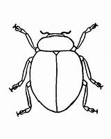 Beetle Coloring Pages Beetles Bug Color Designlooter Drawings Beatle Tocolor 24kb 756px sketch template