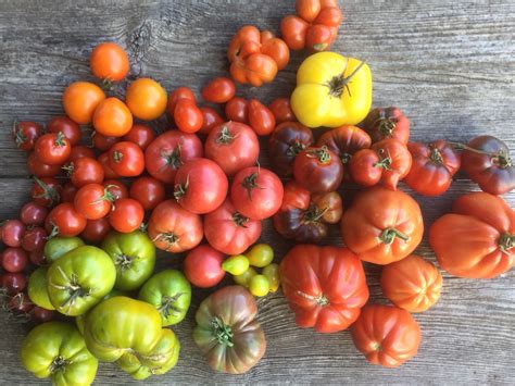 modern heirloom tomatoes organic gardener magazine australia