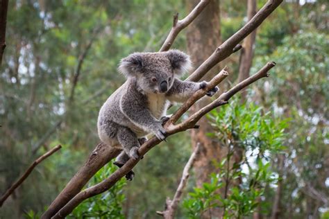 Australiens Außergewöhnliche Tierwelt Easyvoyage